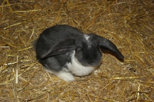 kibo 16-12-12 002