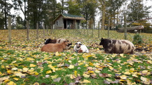 20161104_124839